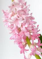 Pink flower hyacinth with water-drops photo