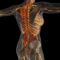 science anatomy of human body in x-ray with glow blood vessels photo