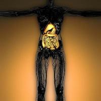 science anatomy of woman body with glow digestive system photo