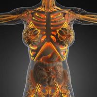 science anatomy of human body in x-ray with glow blood vessels photo