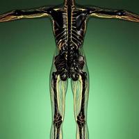 science anatomy of human body in x-ray with glow blood vessels photo