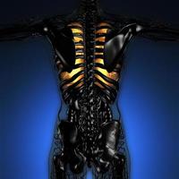 ciencia anatomía del cuerpo de la mujer con pulmones brillantes foto
