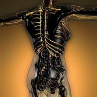 science anatomy of human body in x-ray with glow blood vessels photo