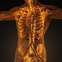 sistema cardiovascular de circulación humana con huesos en cuerpo transparente foto