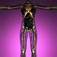 science anatomy of human body in x-ray with glow skeleton bones photo