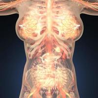 Anatomy of human organs with bones in transparent body photo