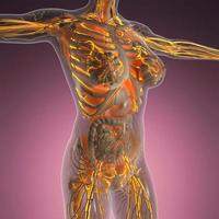 science anatomy of human body in x-ray with glow blood vessels photo