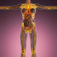 science anatomy of human body in x-ray with glow skeleton bones photo