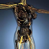 science anatomy of human body in x-ray with glow blood vessels photo