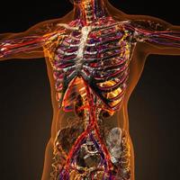 Human circulation cardiovascular system with bones in transparent body photo