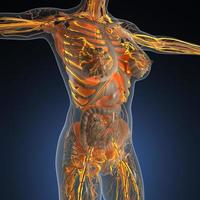 science anatomy of human body in x-ray with glow blood vessels photo