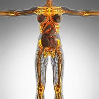 science anatomy of human body in x-ray with glow skeleton bones photo