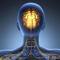 science anatomy of human brain in x-ray photo