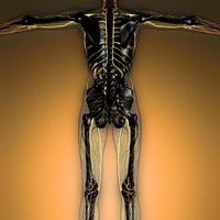 science anatomy of human body in x-ray with glow blood vessels photo