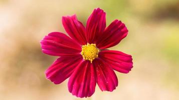 foto de primer plano de flor de cosmos rosa