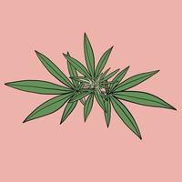 simplicity cannabis leaf freehand drawing flat design. vector