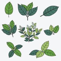 sencillez hoja de kratom dibujo a mano alzada diseño plano. vector