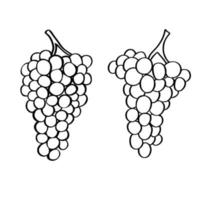 Two bunches of grape in simple outline style. Black and white vector illustration of grapes. Wine aesthetic