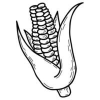 Head of corn with leaves. Beautiful ripe corn fruit. Vector illustration. Linear hand drawing, outline design and decoration, menu design and recipes