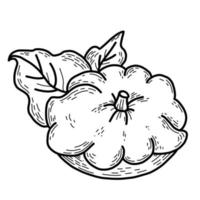 Vegetable. Beautiful patisson with leaves. Vector illustration. Linear hand drawing, outline for design and decor, and decoration