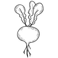 Vegetable root. Beetroot with leaves. Vector illustration. Linear hand drawing, outline for design and decoration, menu design and recipes