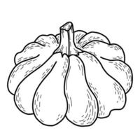 Vegetable autumn. Big beautiful pumpkin. Vector illustration. Linear hand drawn, outline for design and decor, for recipe and menu design