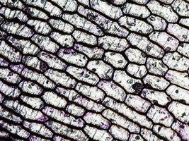 Onion epidermus micrograph photo