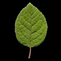 Prune leaf isolated photo