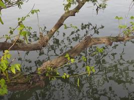 Tree branch in river photo