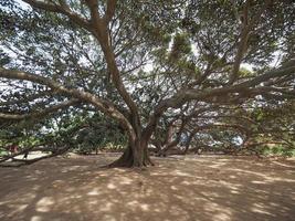 Moreton Bay fig tree photo