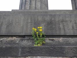 Flower born from the stone photo