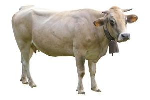 Cow isolated over white photo