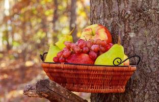 Organic fruit in basket in summer grass. Fresh grapes, pears and apples in nature photo