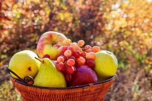 Organic fruit in basket in summer grass. Fresh grapes, pears and apples in nature photo