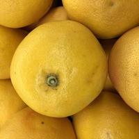 macro foto cítricos naranjas frutas. stock photo fondo de frutas cítricas naranjas