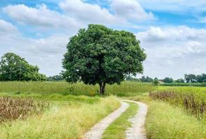 Mango tree on way curve meadow and sky photo