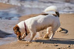 perro jack russell terrier jugando en la playa de arena, pequeño perro terrier divirtiéndose en la costa del mar foto