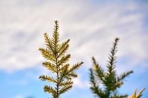 Yew tree Taxus baccata branch copy space, blue sky background, coniferous evergreen yew tree photo