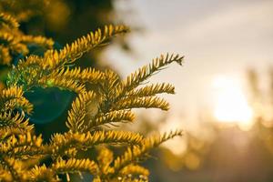 Yew tree Taxus baccata branch copy space, evergreen yew tree in beautiful sunlight, sunny weather photo