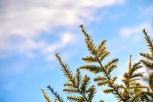 Yew tree Taxus baccata branch copy space, blue sky background, coniferous evergreen yew tree photo