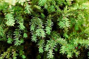 Evergreen European yew tree foliage close up, Taxus baccata tree, green evergreen tree branches photo