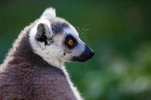 Ring-tailed lemur monkey. Mammal and mammals. Land world and fauna. Wildlife and zoology. photo