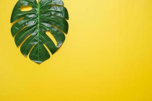 Philodendron tropical leaves on yellow color background photo