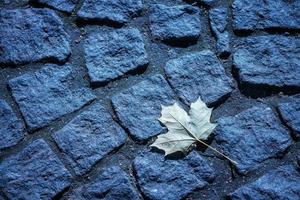 hoja de arce sobre un fondo de camino de piedra azul tonificado foto