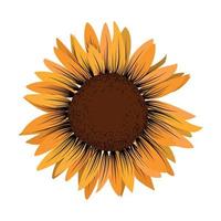 sunflower isolated on white vector