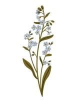 Cute blue branch of forget me not flower. Delicate summer herb. Vector illustration in flat style, isolated on white background.