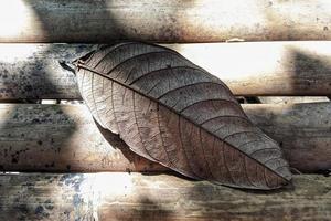 Dry leaves in the morning sun photo