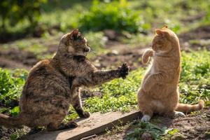 un gato color tortuga pelea con un gato jengibre. dos gatos mantienen la distancia social. foto