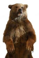 la taxidermia de un oso pardo kamchatka sobre fondo blanco foto