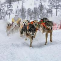 el musher escondido detrás del trineo en la carrera de perros de trineo en la nieve en invierno foto